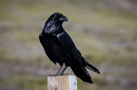 Ворон ворона грач галка - 73 фото