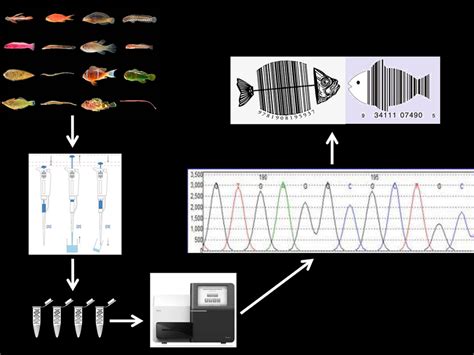 Ichthyology Edna And Barcoding Lizard Island Reef Research Foundation