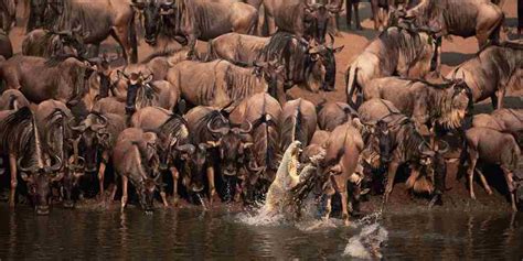 Great Wildebeest Migration Facts Serengeti Yellow Zebra Safaris