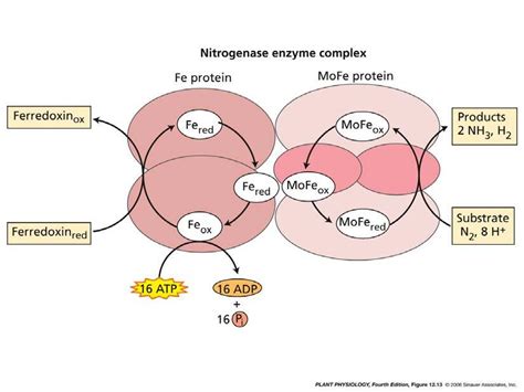 n0b3l1a: Bacteria Nitrogen Fixation