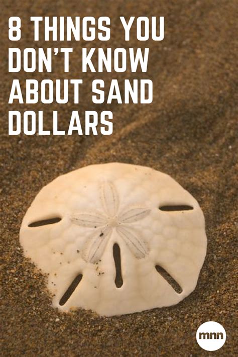 Finding A Sand Dollar Meaning