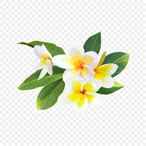 Plumeria Flower Png Picture Watercolor Flower Plumeria Leaf Plant