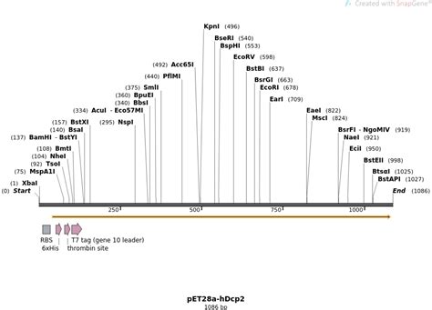 Addgene Pet A Hdcp Sequences