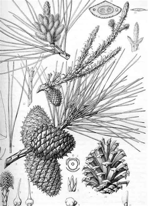 Drawings Pinus Pinea Buscar Con Google Tree Illustration Botanical