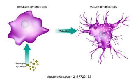 Maturation Dendritic Cells Immature Mature Dendritic Stock Vector