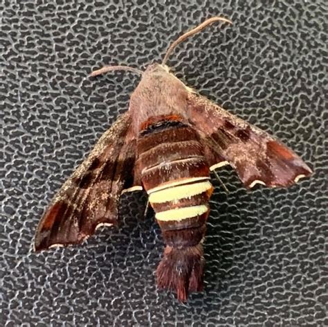 Nessus Sphinx Moth– Identification, Life Cycle, Facts & Pictures