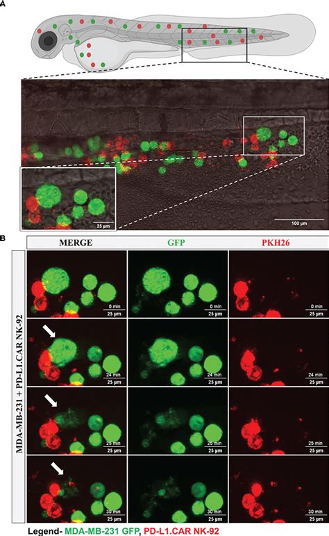 Frontiers Preclinical Assessment Of CAR NK Cell Mediated Killing