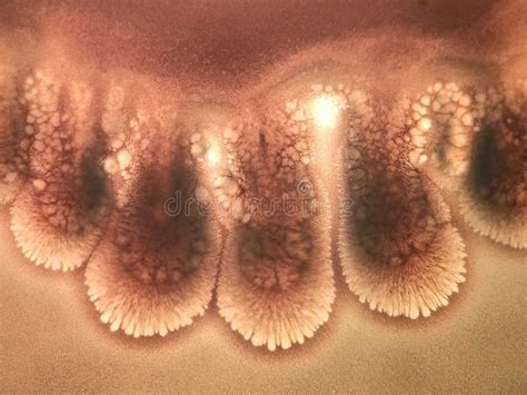 Candida Albicans Et Colonies Bactériennes Sous Le Microscope Image