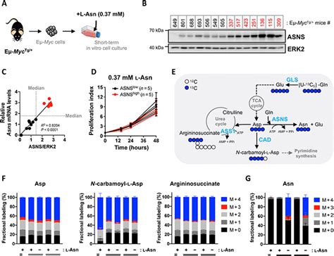 Tumoral Microenvironment Prevents De Novo Asparagine Biosynthesis In B