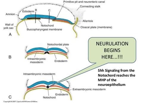 Neurulation