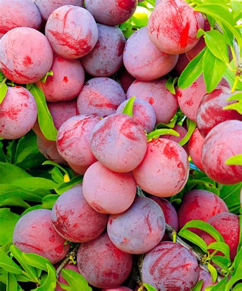 Алыча (слива русская) Нектаринная (Нектаринка) ароматная: описание ...