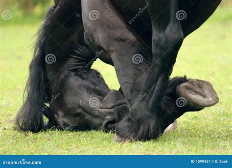 Friesian Close Up Stock Image Image Of Horses Circus 4099251