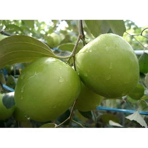 Apple Ber Fruit Plant At ₹ 10piece Apple Ber Fruit Plant In Kolkata
