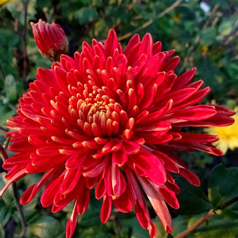 Хризантема Шапка Мономаха заказать в питомнике недорого