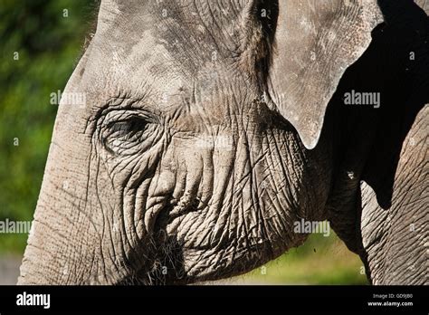 Asian Or Asiatic Elephant Elephas Maximus Stock Photo Alamy