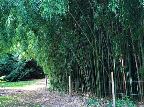 Bamboo Trees For Sale Buying Growing Guide Trees