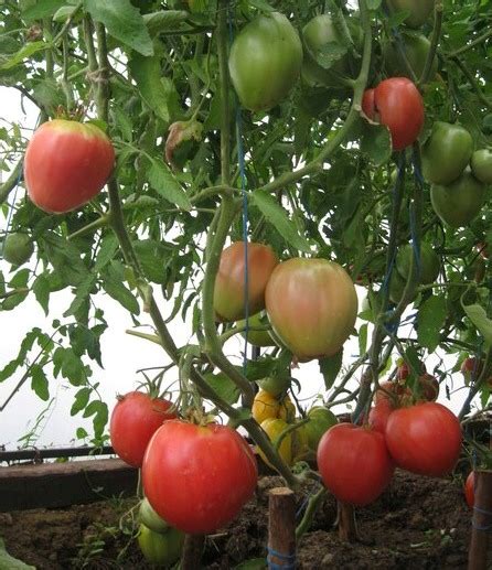 Томат Новый Кенигсберг Фото – Telegraph