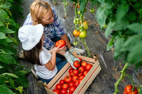 Feliz Madre Soltera Recogiendo Vegetales Frescos Con Su Hija Productos