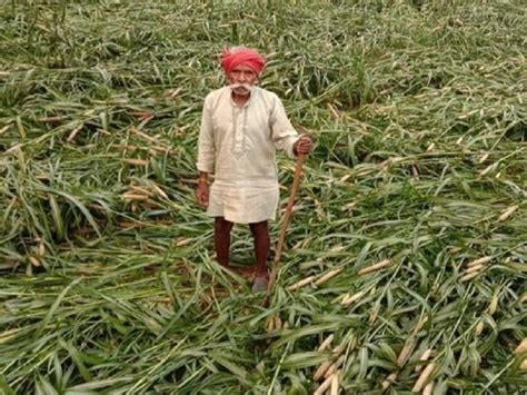 Haryana Farmers Bajra Crop Got Damaged Get Compensation Upto 125