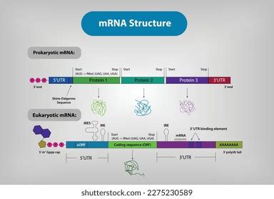 Structure Mrna Vector Illustration Stock Vector (Royalty Free ...