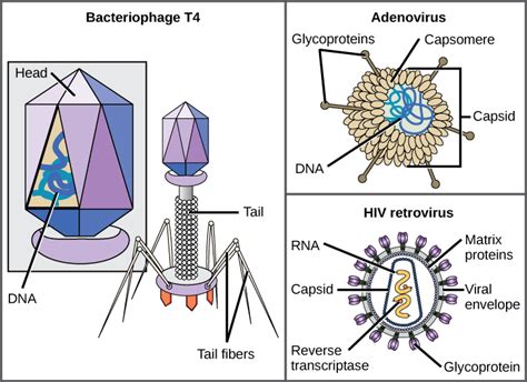 Viral Morphology Biology For Non Majors I