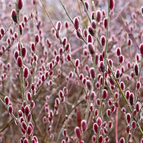 Willow Japanese Pink Pussy Mount Aso Buy Willow Japanese Pink Pussy Mount Aso Salix