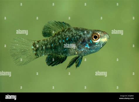 Everglades Pygmy Sunfish Elassoma Evergladei Stock Photo Alamy