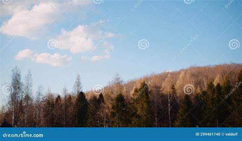 trees moving  wind  spring stock photo image  natural garden