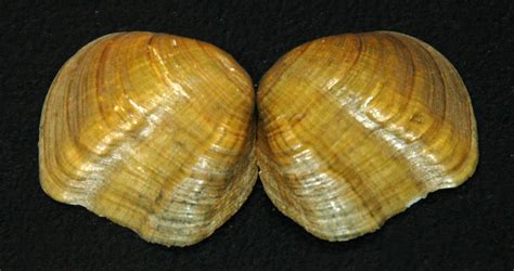 Epioblasma Flexuosa Arcuate Pearly Mussel Epioblasma Fle Flickr