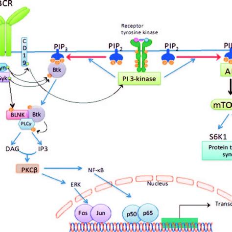 Bcr Signaling Pathway And Its Interaction With Pi3katkmtor Pathway Download Scientific