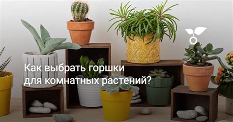 Как выбрать горшки для комнатных растений? Фото — Ботаничка
