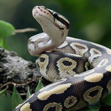 ball python indian python ball python photography ball python face