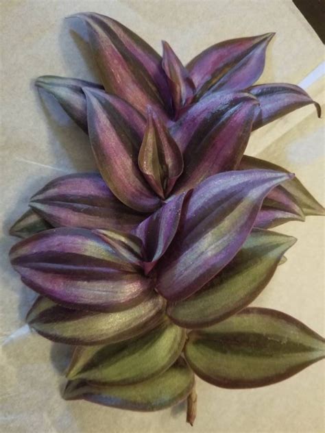 Tradescantia Zebrina Silver Plus Etsy