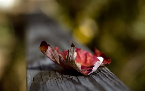 Wallpaper Leaves Nature Red Branch Blossom Spring Color Autumn