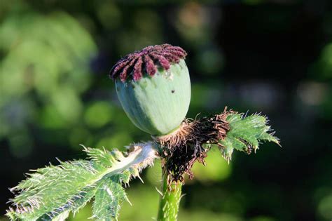 Poppy Seed Pod Nature Free Photo On Pixabay Pixabay