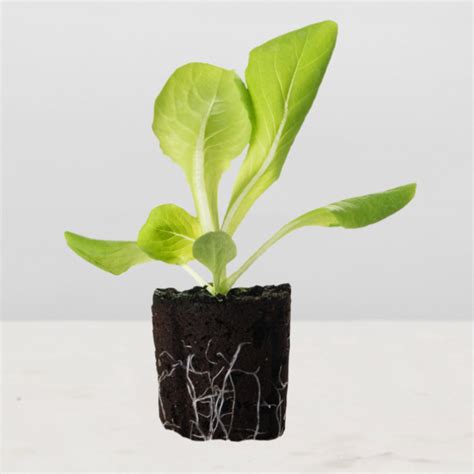 Lettuce Seedlings – MyGarden