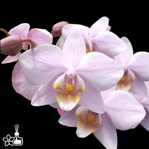 [Potted]Phal. Pinlong Cheris 檳榔西施 [Sept Preorder] – Orchidmart