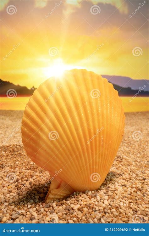 Coquillage De Coucher De Soleil Sur La Plage Photo Stock Image Of