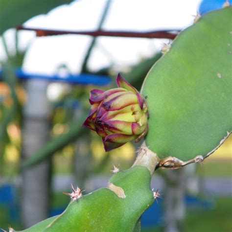 Zamorano Red Flesh Dragon Fruit Variety From Spicy Exotics