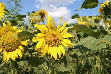 Girasoles Flores Campo De Girasol Foto Gratis En Pixabay Pixabay