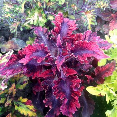 Колеус Блэк Бьюти (47 фото) - фото - картинки и рисунки: скачать бесплатно