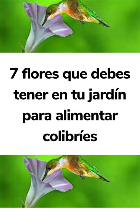 7 flores que debes tener en tu jardín para alimentar colibríes Garden