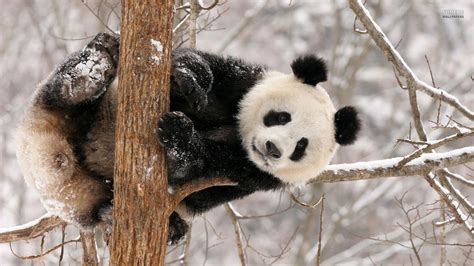 baby panda wallpapers  hd backgrounds  wallpaperbat