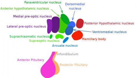 Hypothalamus Function Physiology Teachmephysiology