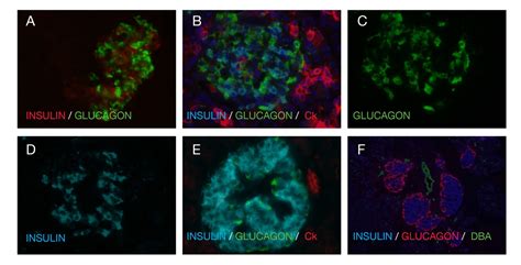 Pancreatic Islets Alpha And Beta Cells