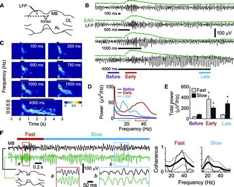 Odors Evoked LFP Oscillations in the Moth MB and AL (A) Recording site ...