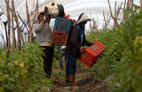 Los Productores Abandonan El Campo Mexicano Por Falta De Apoyos