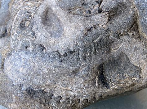 Topanga State Beach California Fossil Id The Fossil Forum