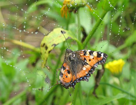 Бабочка в паутине - Дневник дачника