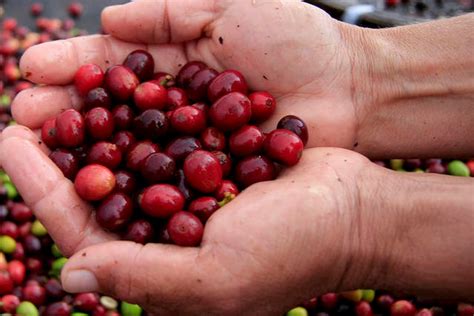 Indicador Do Café Arábica Sobe Em 2023 2023